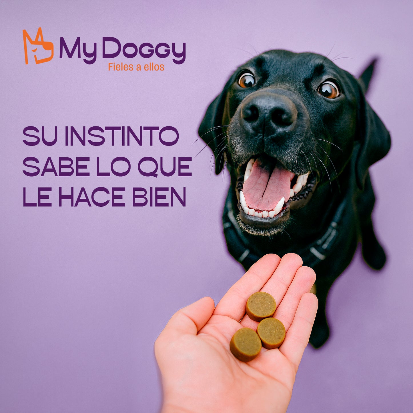 Dog Performance - Suplemento para articulaciones, desgaste progresivo y soporte articular