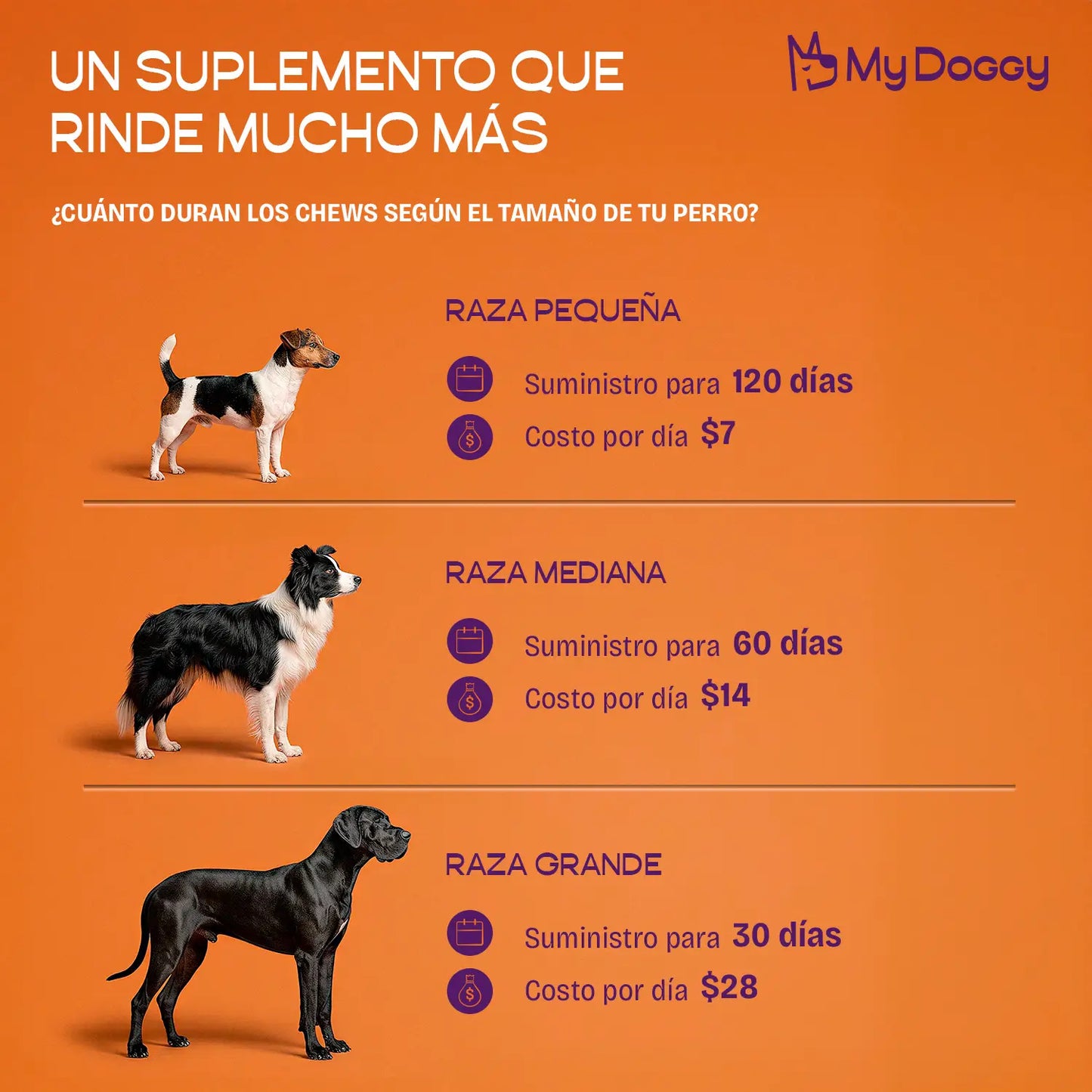 Dog Performance