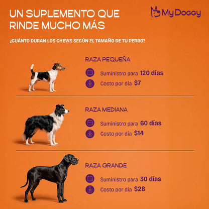 Dog Performance