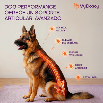 Dog Performance