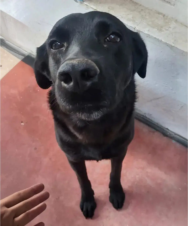Ricardo