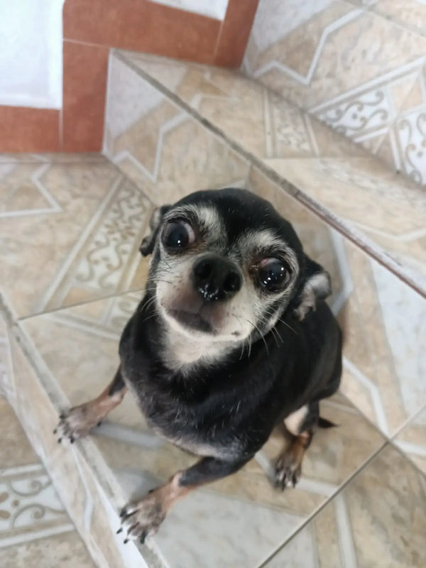 Ximena